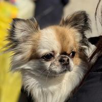 Chihuahua maschio per monta