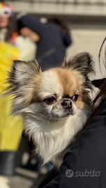 Chihuahua maschio per monta