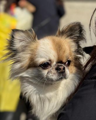 Chihuahua maschio con pedigree per monta