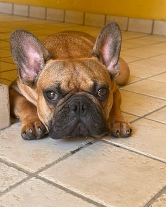 Cucciolo di bulldog francese con PEDIGREE ENCI