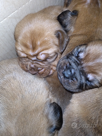 Dogue de bordeaux