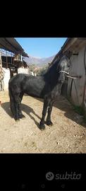 Cavalli Frisone stallone e puledro