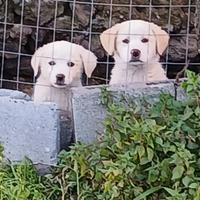 Cuccioli di labrador
