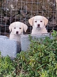 Cuccioli di labrador
