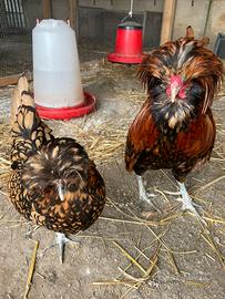 Galline padovane