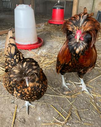 Galline padovane