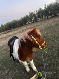 Pony