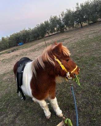 Pony