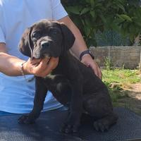 Disponibili cuccioli di cane corso