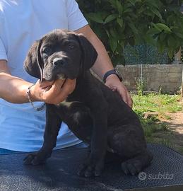 Disponibili cuccioli di cane corso