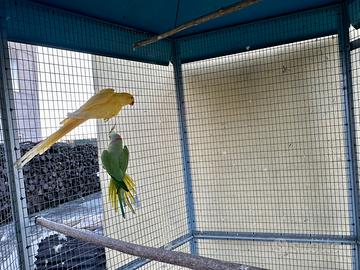 Parrocchetti dal collare