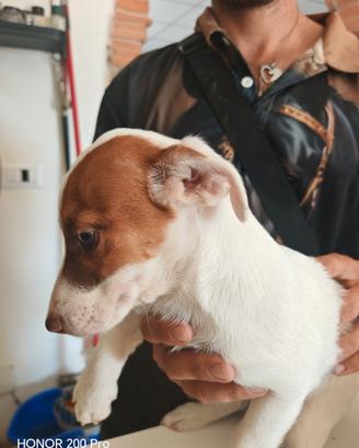 Jack Russell Terrier Cuccioli