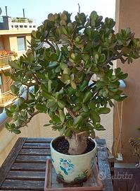 crassula ovata/albero di giada con OMAGGIO