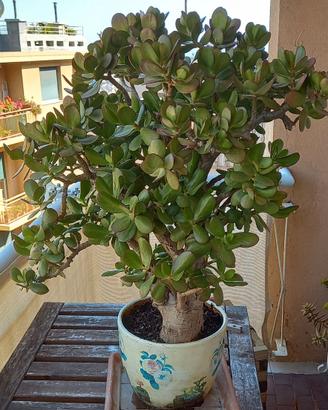crassula ovata/albero di giada con OMAGGIO