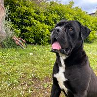 Cane corso per monta