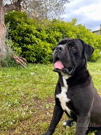 Cane corso per monta