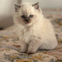 Cuccioli ragdoll