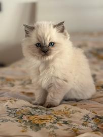 Cuccioli ragdoll