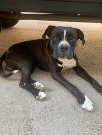 Incrocio Pitbull/Boxer Maschio, di 1anno e mezzo