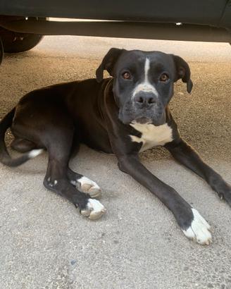 Incrocio Pitbull/Boxer Maschio, di 1anno e mezzo