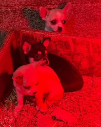 Chihuahua
