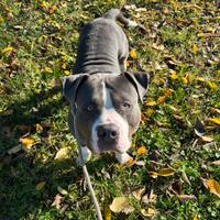 AMERICAN BULLY XL Per monta