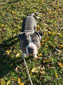 AMERICAN BULLY XL Per monta