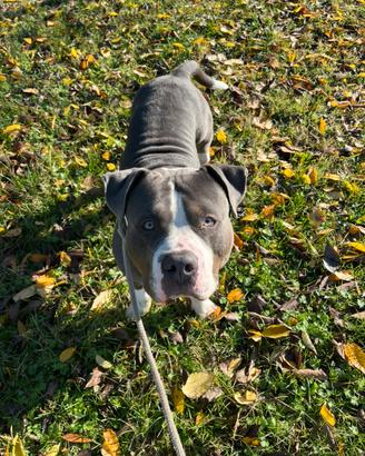 AMERICAN BULLY XL Per monta