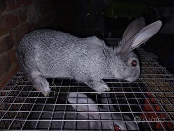 Conigli grigio di Carmagnola