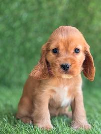 Cocker
