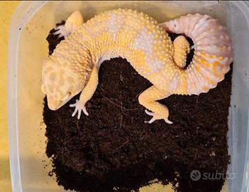 Geco leopardino maschio