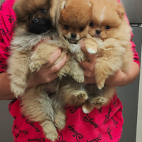 Spitz di Pomerania nano