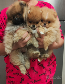 Spitz di Pomerania nano