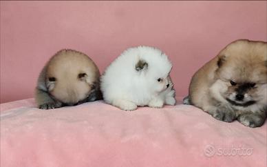 Spitz pomerania nani