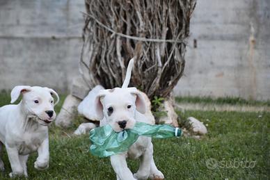 Splendido cucciolo di DOGO argentino