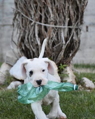 Splendido cucciolo di DOGO argentino