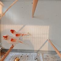 Canarini rosso mosaico