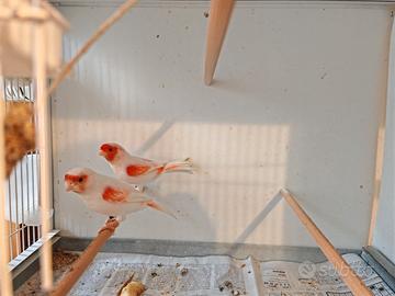 Canarini rosso mosaico