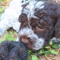 Cucciolo di cane tipo lagotto