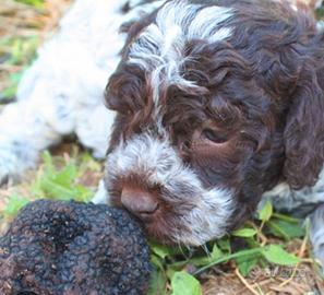 Cucciolo di cane tipo lagotto