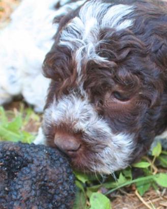 Cucciolo di cane tipo lagotto