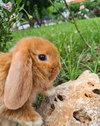 Ariete nano con pedigree