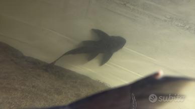 Pesce Plecostomus