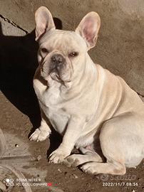 Bulldog Francese