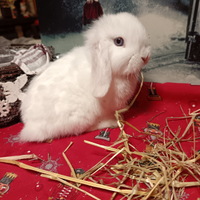 Conigli nani Minilop purissimi cuccioloni