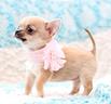 chihuahua-toy-chiuaua-cuccioli-pag-in-12-rate
