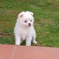 Spitz tedesco nano