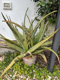Pianta Aloe in vaso
