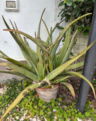 Pianta Aloe in vaso