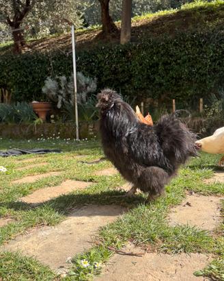 Gallo moroseta